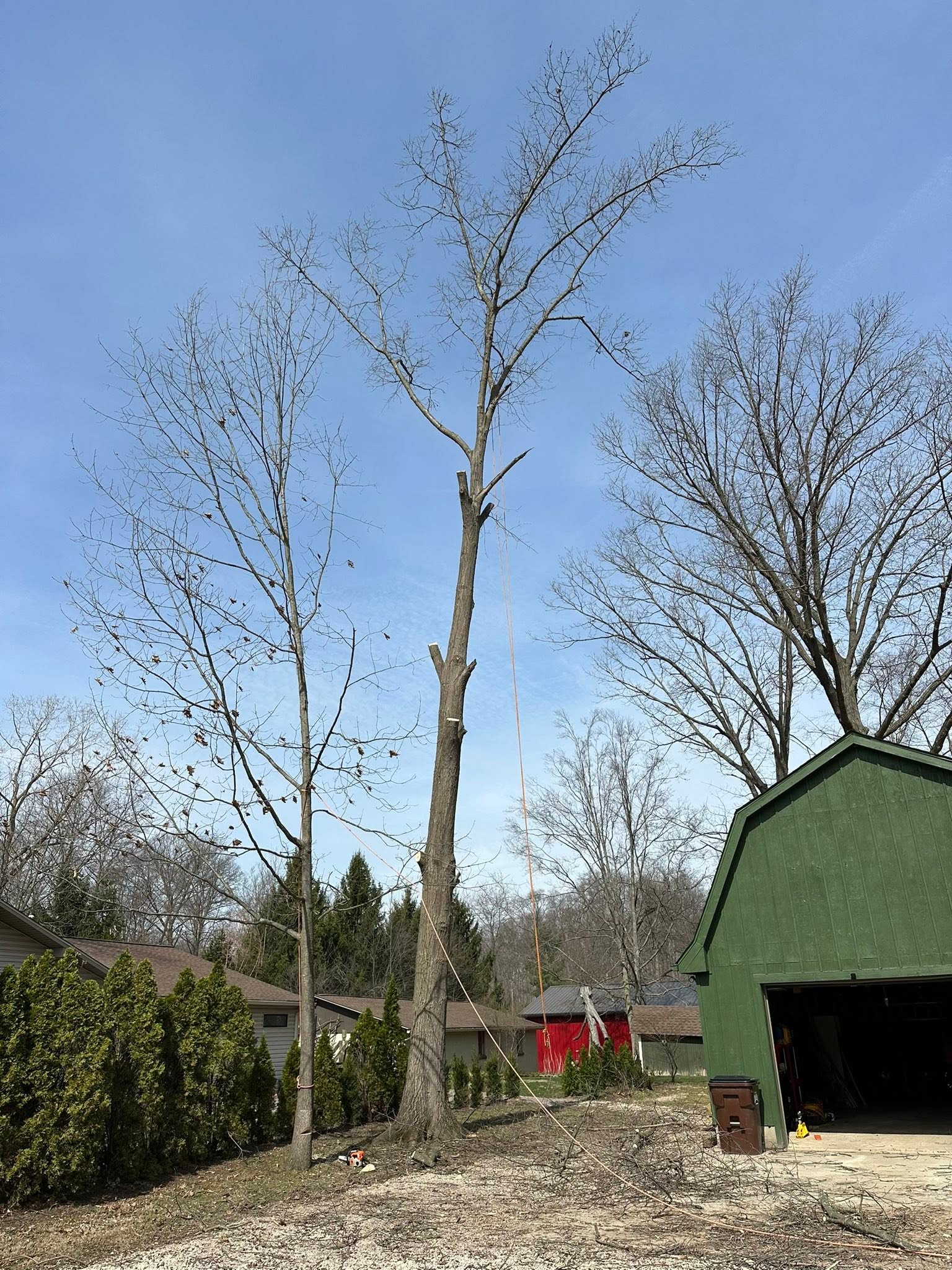 Large tree trunk secured with rigging during sectional removal